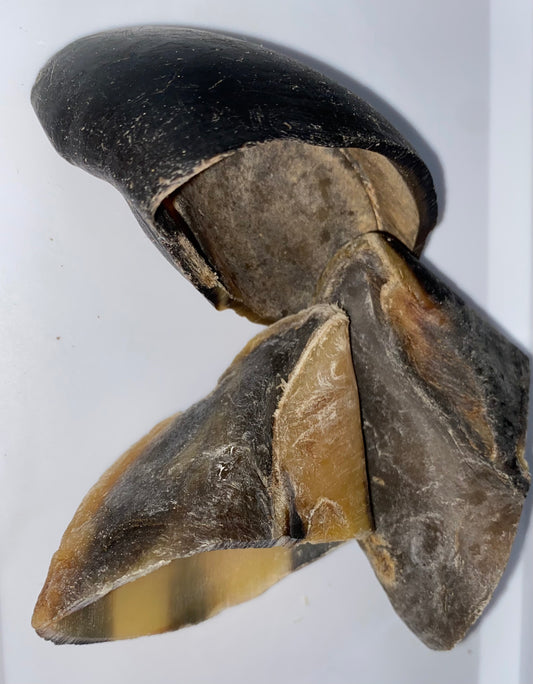 Cow Hooves
