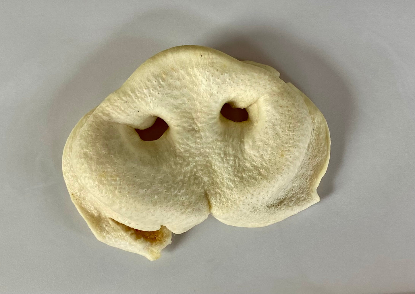 Pig Snout Chews