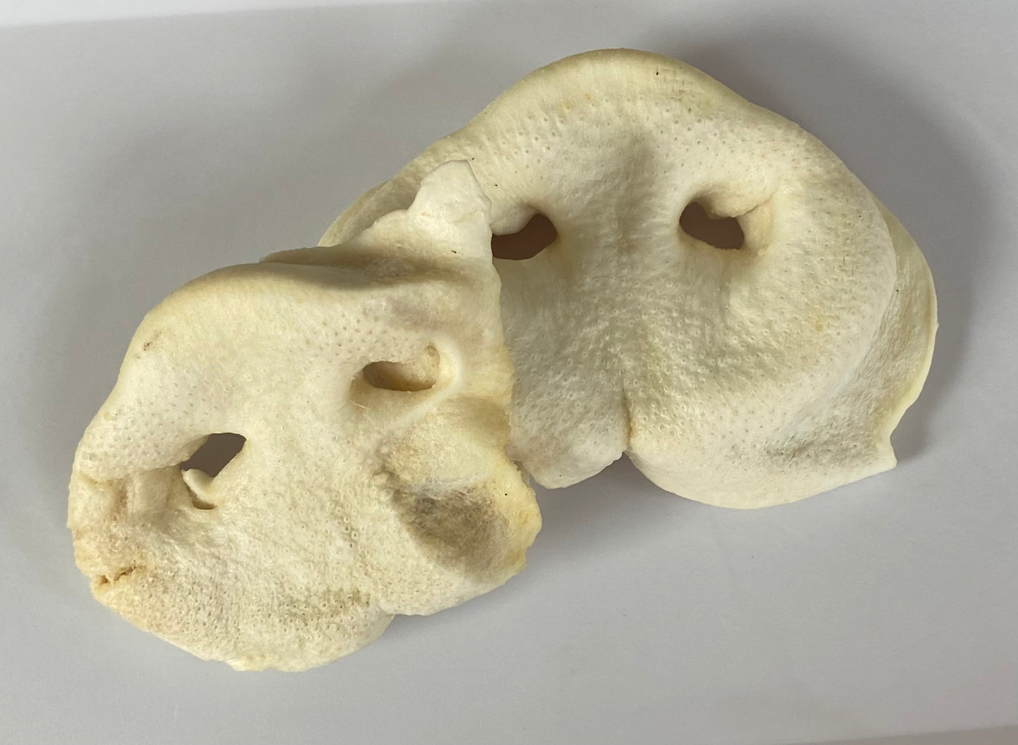 Pig Snout Chews